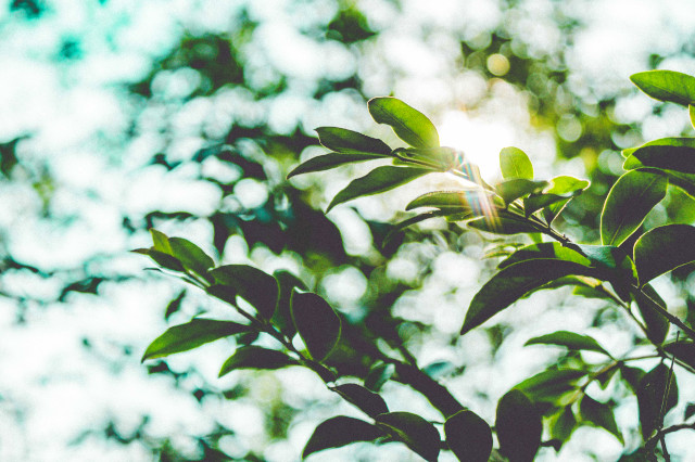 Hojas en el atardecer