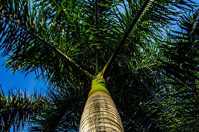 Palmera Real perspectiva tronco
