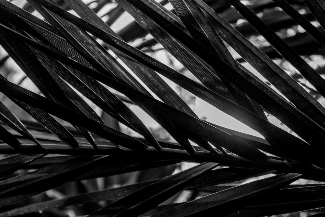 Hojas de palma contra el sol